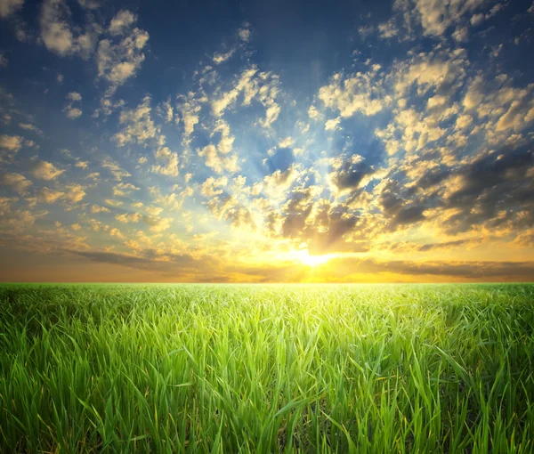 Letní slunce krajina: zamračená obloha nad zeleným polem — Stock fotografie