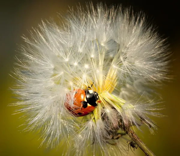 Little ladybird climb on downy dandelion. Close-up scene. — Stock Photo, Image