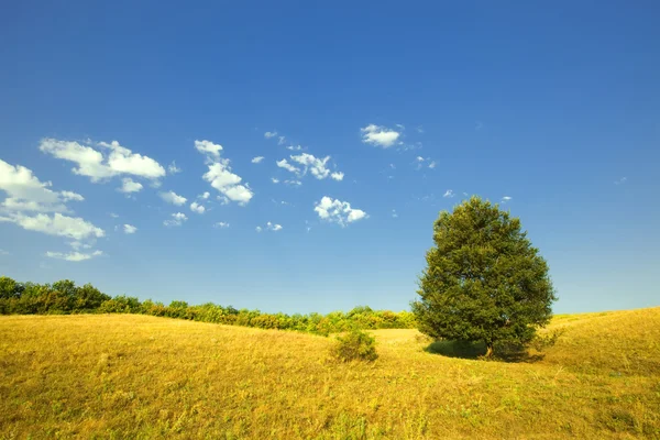 Scena estiva: solo albero verde in campo su sfondo cielo blu — Foto Stock