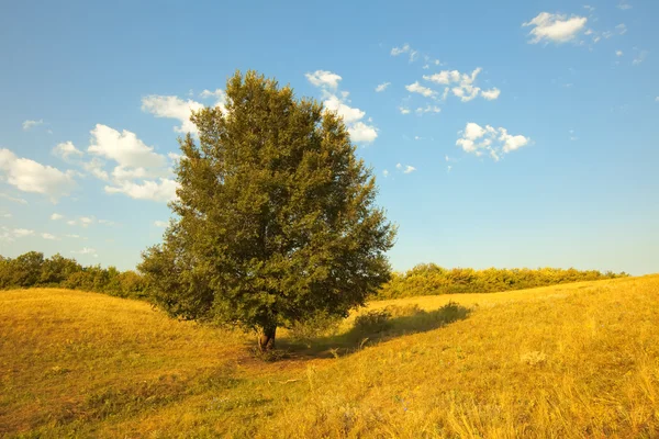 Letní scéna: sám Zelený strom v poli na pozadí modré oblohy — Stock fotografie