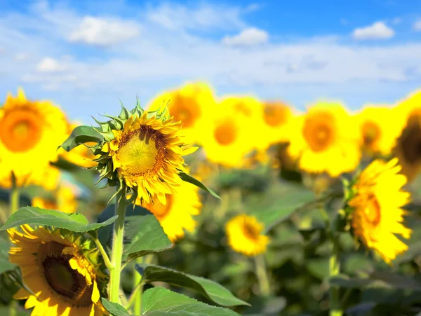Sonnenblumenwiese. blauer Himmel. Sommerlandschaft — Stockfoto