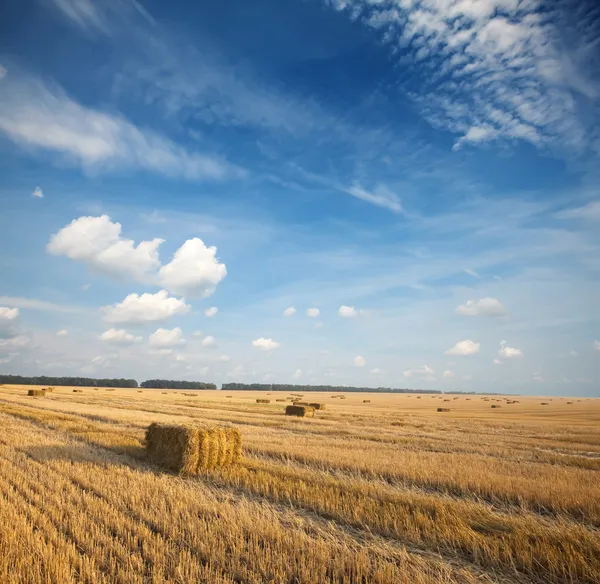 stock image Summer harvest field scene - hay squares