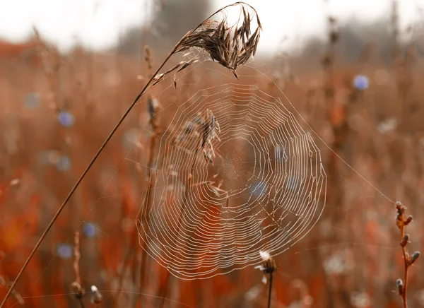 Cobweb on autumn field ear — Stock Photo, Image