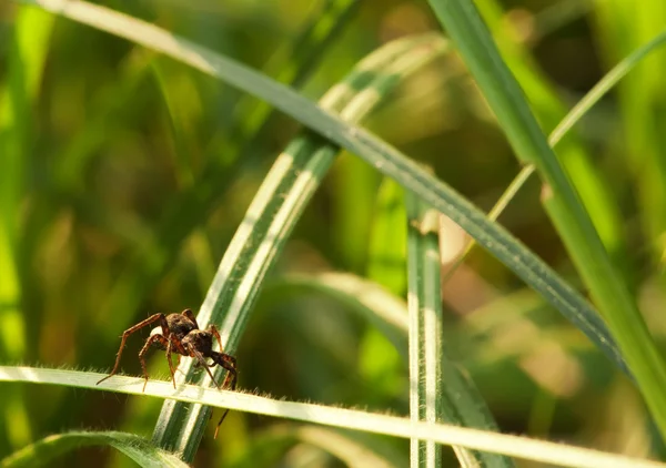Yakın çekim wildelife sahne: yeşil çimenlerin üzerinde yürüyüş örümcek — Stok fotoğraf