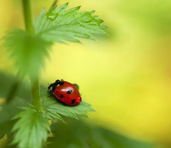 Little ladybird on green leaf. Close-up scene. — Stock Photo, Image