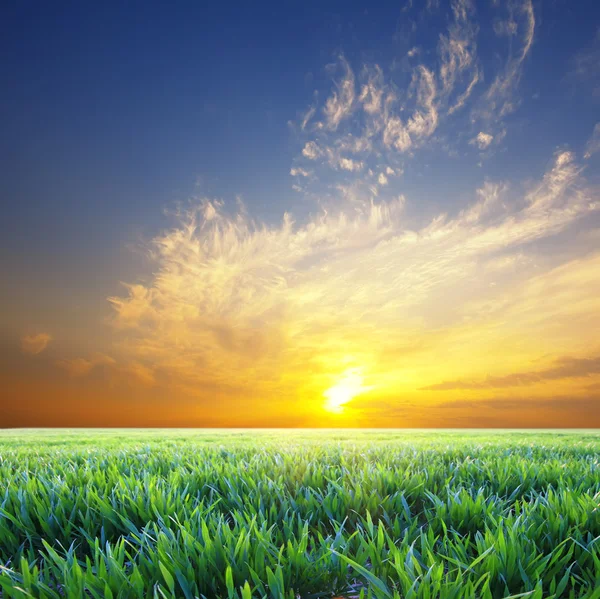 Krásný západ slunce nad zelené letní zelené trávě louka — Stock fotografie