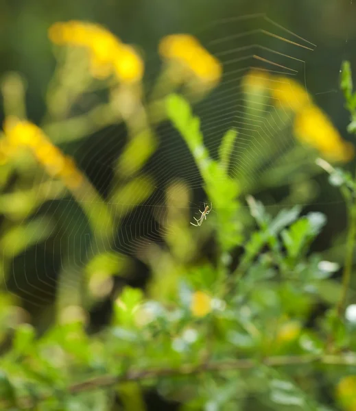 Spider on web. Summer morning wildlife scene. Over green blured — Stock Photo, Image