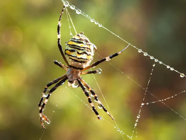 웹에 줄무늬 거미입니다. 여름 아침 야생 동물 장면입니다. 클로즈업 — 스톡 사진