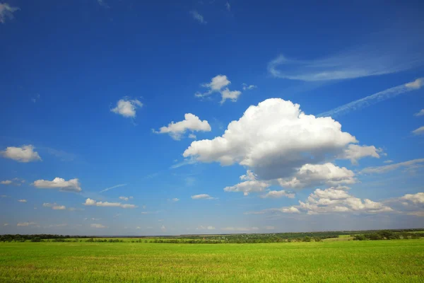 Paysage estival : ciel bleu nuageux au-dessus d'une prairie verte — Photo