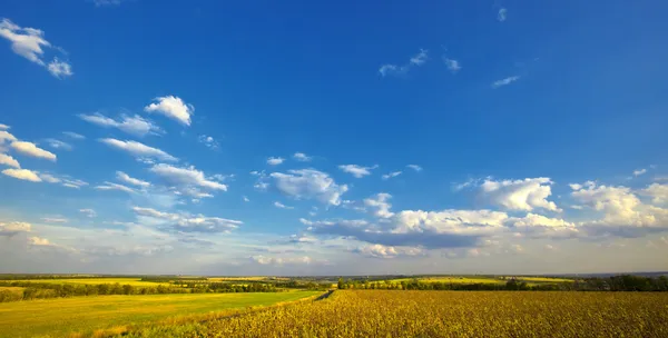 Летний сельский пейзаж: облачно-голубое небо над полем — стоковое фото