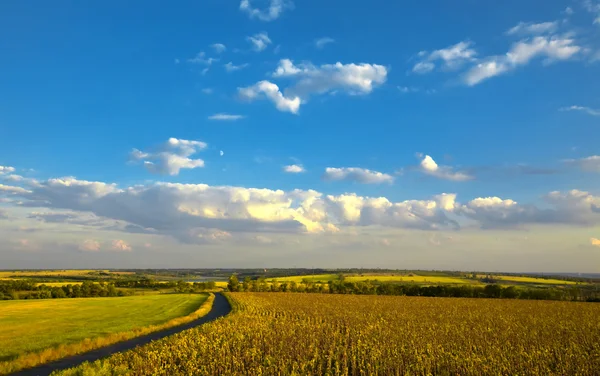 여름 농촌 풍경: 필드 위에 흐린 푸른 하늘 — 스톡 사진