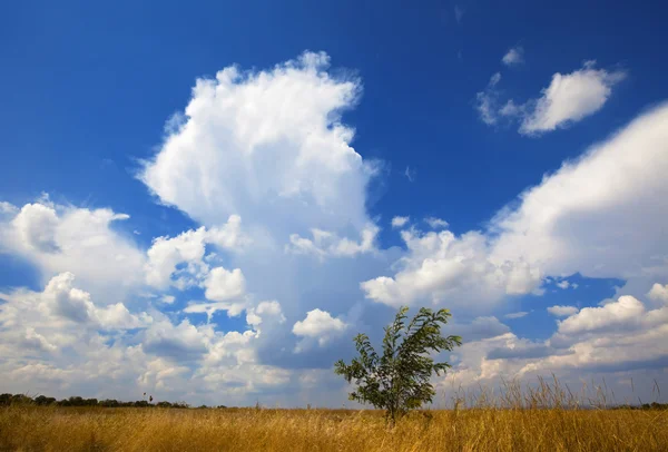 Sommerszene: allein grüner Baum auf Feld vor blauem Himmel Hintergrund — Stockfoto