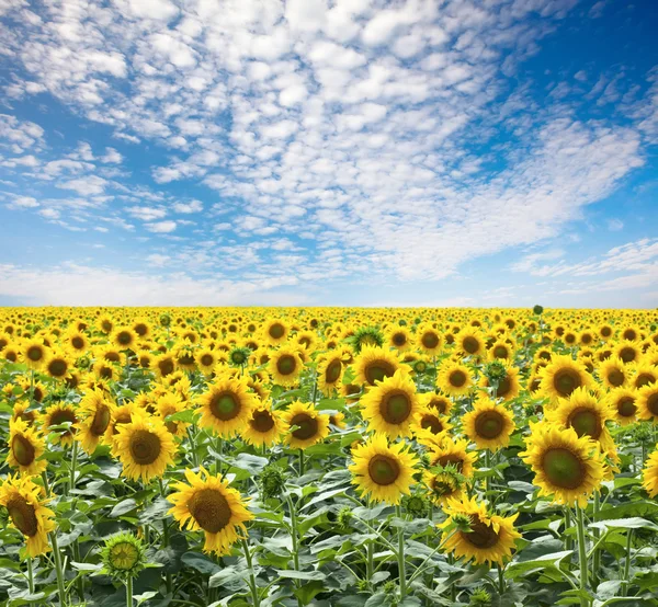 Sunflowers meadow — Stock Photo, Image