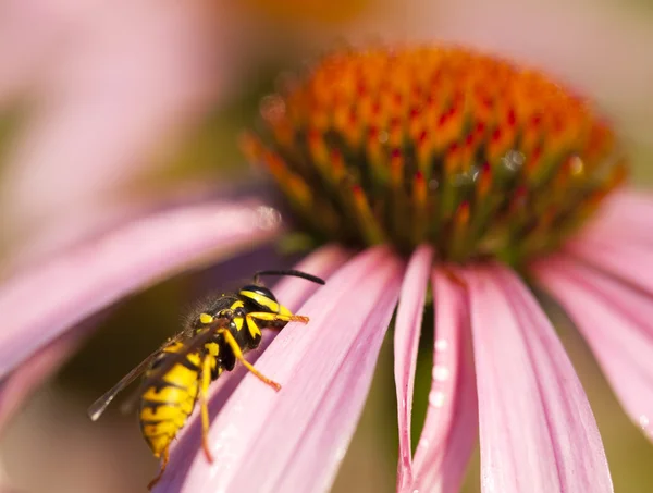 Wespe auf Blütenblatt — Stockfoto