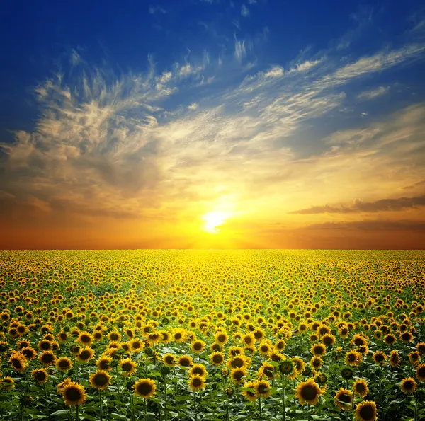 Letní krajina: krásný západ slunce nad slunečnicovým polem — Stock fotografie