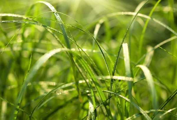 Fresh green grass with dew drops. Morning summer scene — Stock Photo, Image