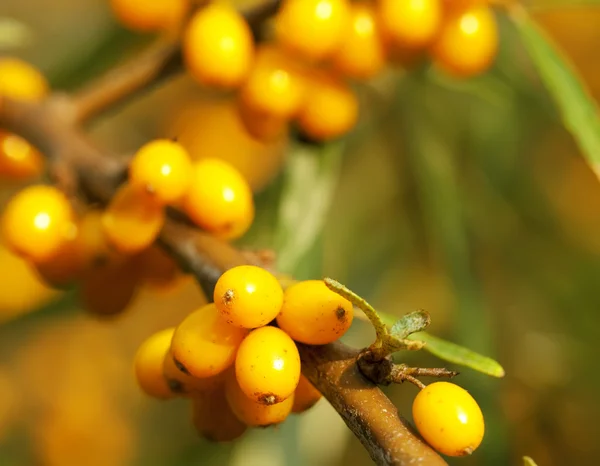 클로즈업 장면-노란색 바다 갈 매 나무속 열매 — 스톡 사진