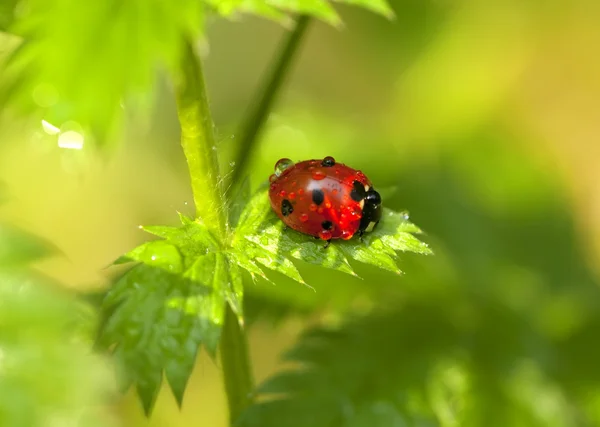 Kleiner Marienkäfer auf grünem Blatt. Nahaufnahme. — Stockfoto