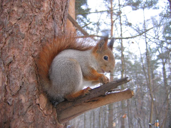 Squirrel at the tree — Stock Photo, Image