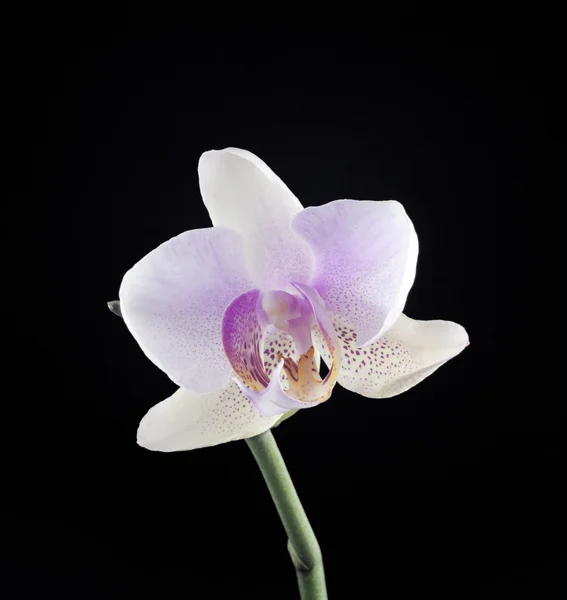 Flower of a pink orchid on a black — Stock Photo, Image