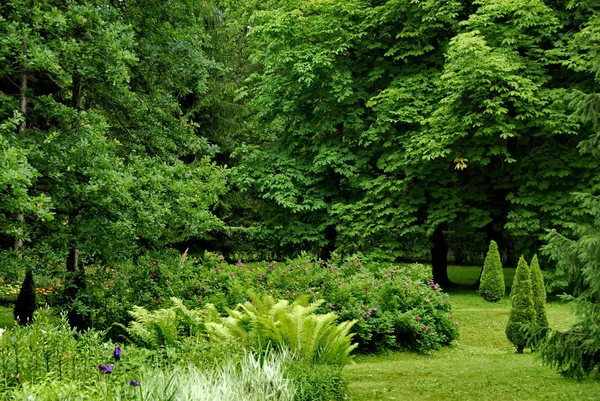 Viele verschiedene Pflanzen und Bäume im Park — Stockfoto