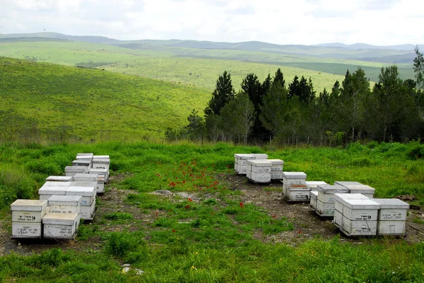 Bijenkorf op de groene vallei — Stockfoto