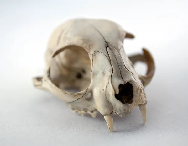 Cráneo de gato — Foto de Stock