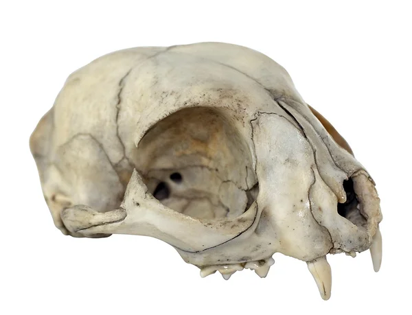 Cat Skull — Stock Photo, Image