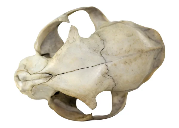 Cráneo de gato — Foto de Stock