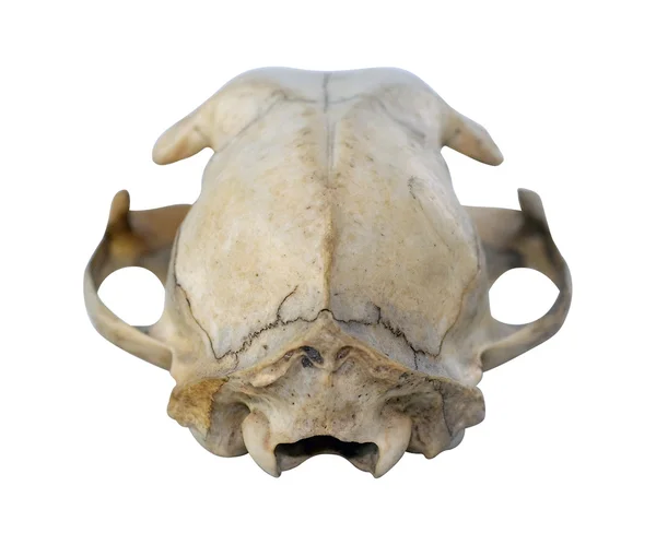 Кошачий череп — стоковое фото