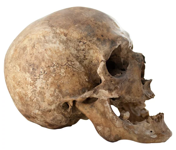 Crâne humain — Photo
