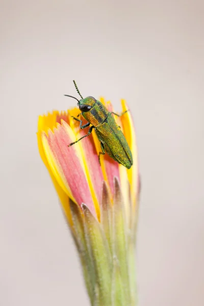 Mücevher böceği — Stok fotoğraf