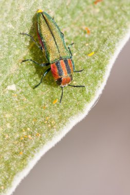 Jewel beetle clipart