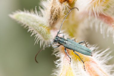 Opsilia coerulescens