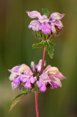 Phlomis tuberosa