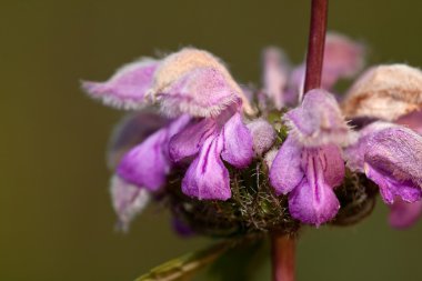 Phlomis tuberosa clipart