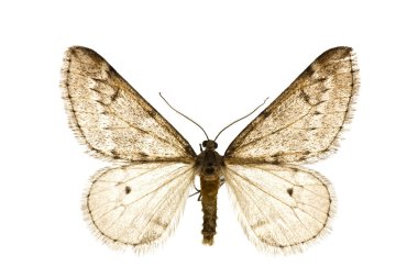 Alsophila aescularia clipart