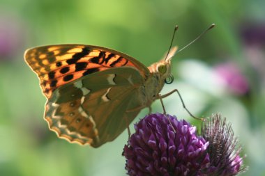 Argynnis pandora clipart