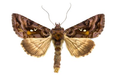 Autographa jota clipart