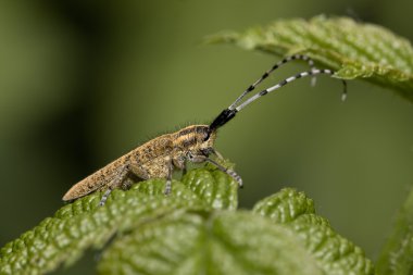 Agapanthia villosoviridescens