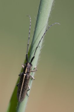 Agapanthia cardui