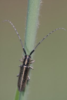 Agapanthia cardui