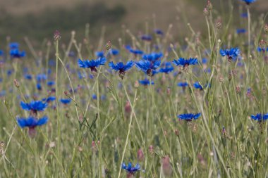 Centaurea cyanusp