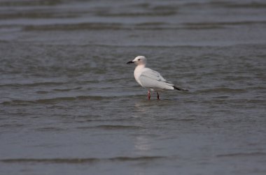 Chroicocephalus genei