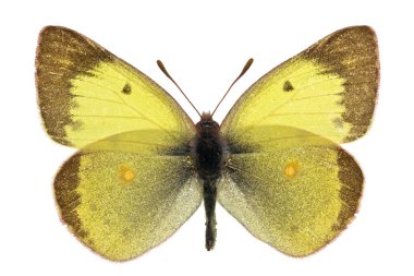 Colias dökülmesi