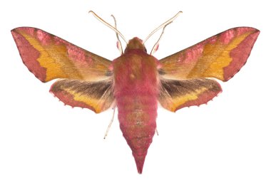 Deilephila porcellus clipart