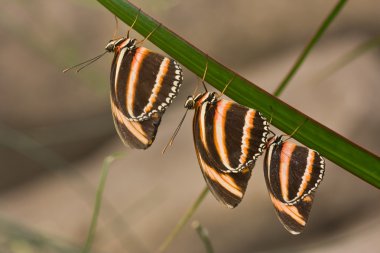 Dryadula phaetusa