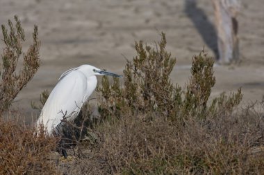 Egretta garzetta