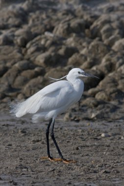 Egretta garzetta