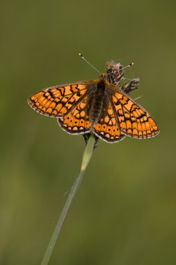 Euphydryas aurinia clipart